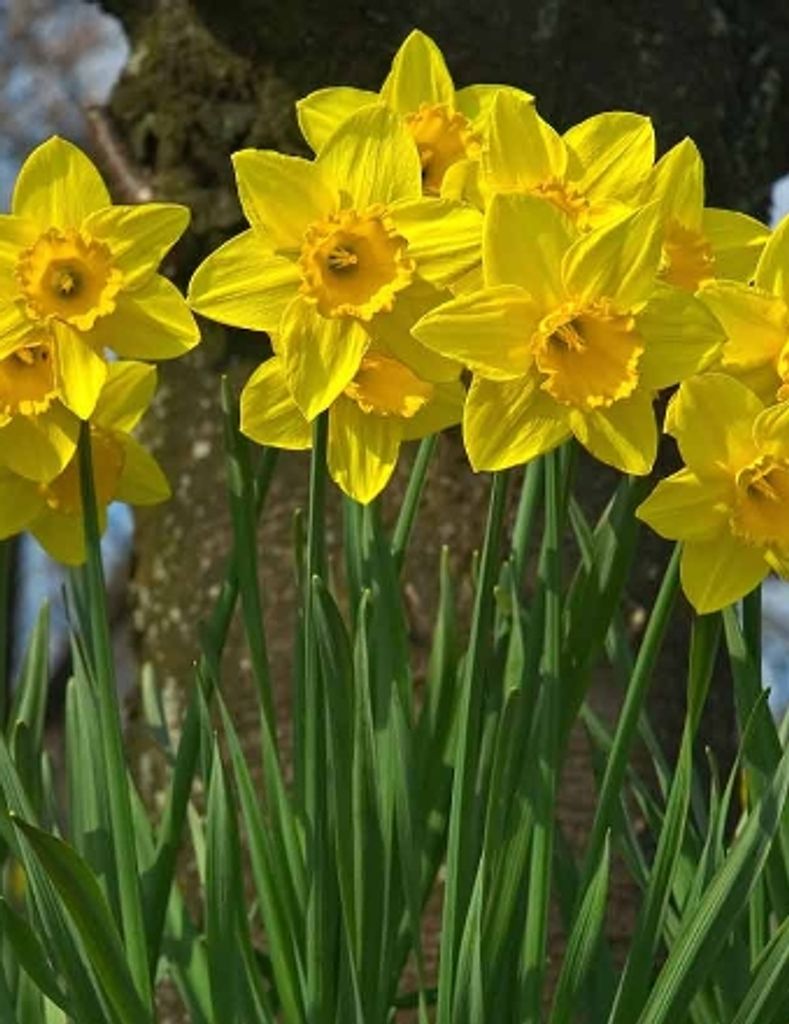 Felicia  "Jane" Smith