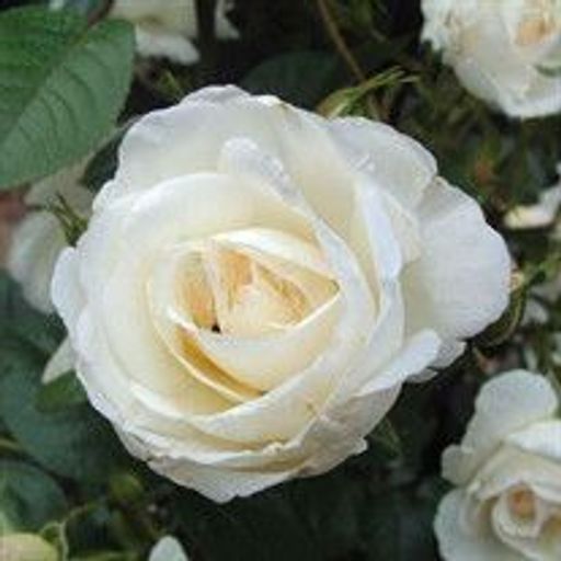 Ethel Miozzi Profile Photo