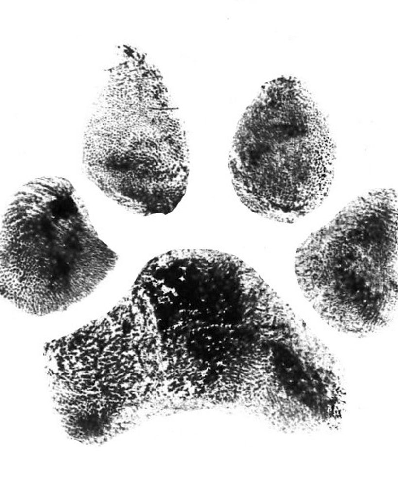 Nova Williams Profile Photo