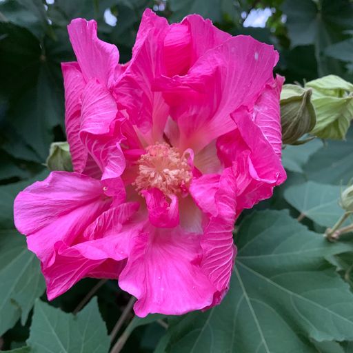 Jane Mcpherson Terrell Profile Photo