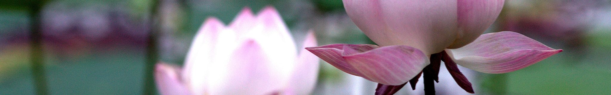 Cover photo for Cheryl Smith's Obituary