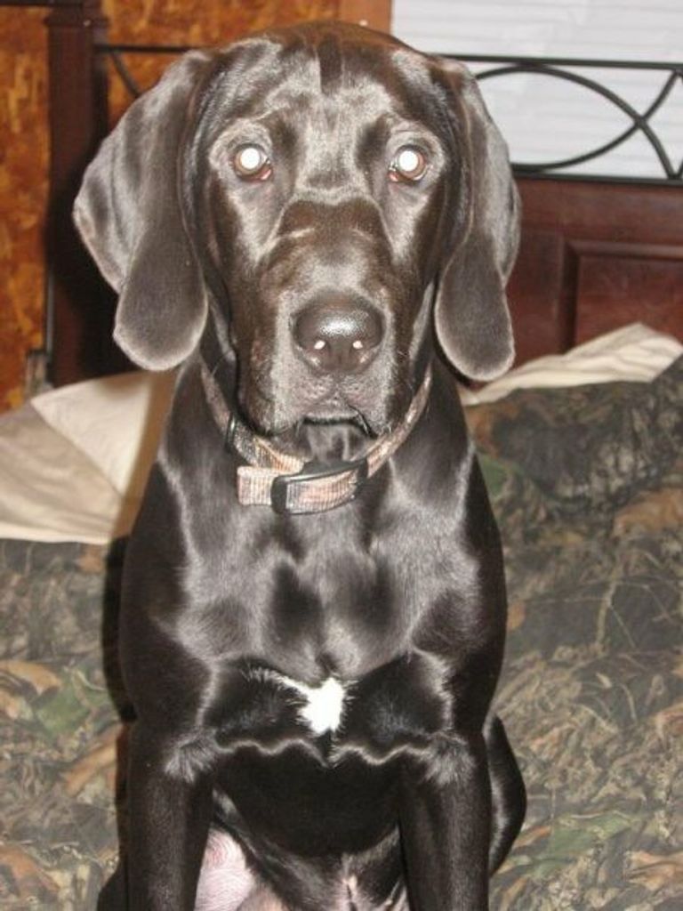 Duke Chenault