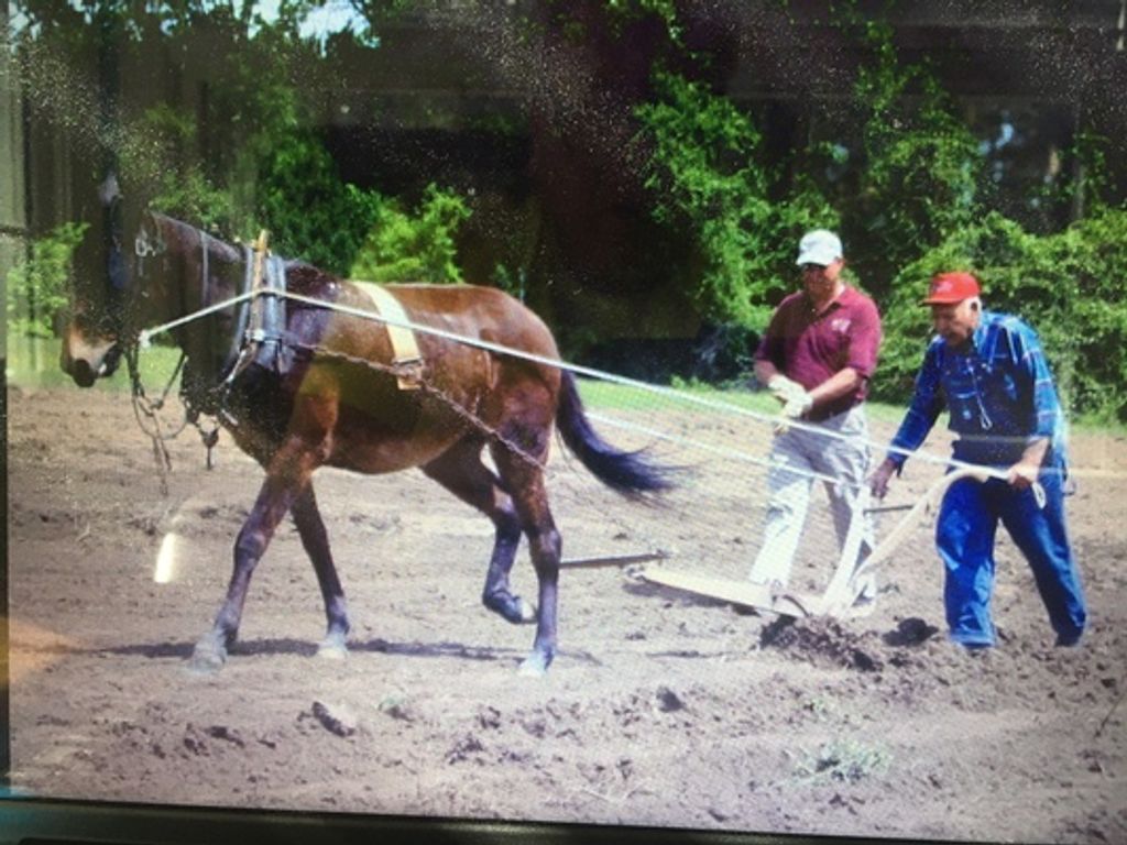 Darwin K. (Dk) Morgan