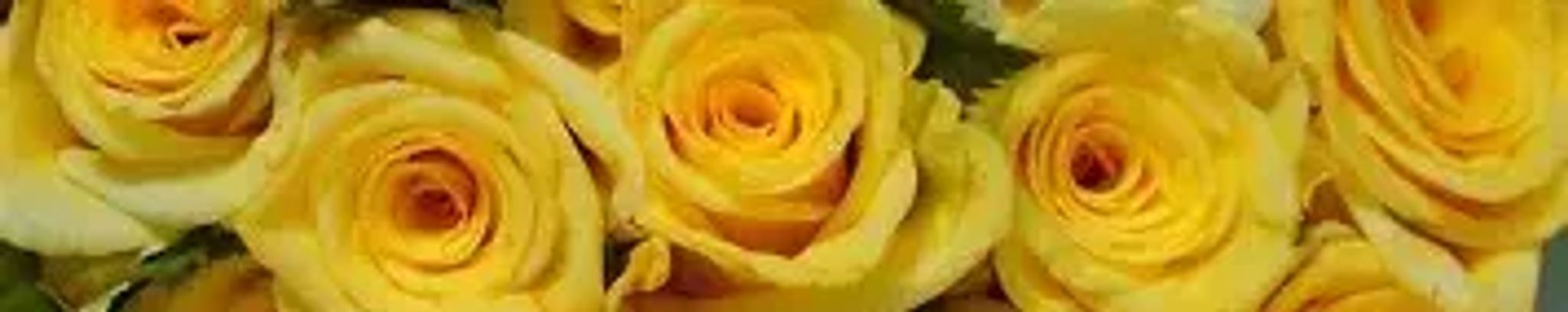 Cover for Elexi "Lexi" Elayne Harris's Obituary