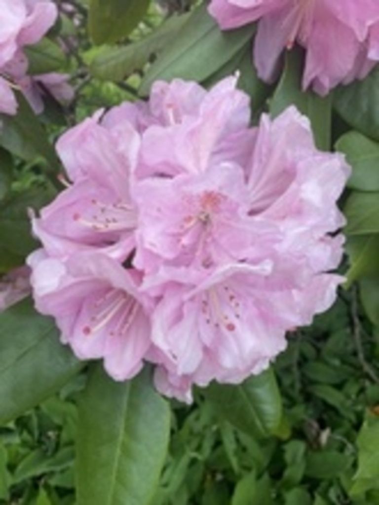 Nancy Ann Weakland Profile Photo