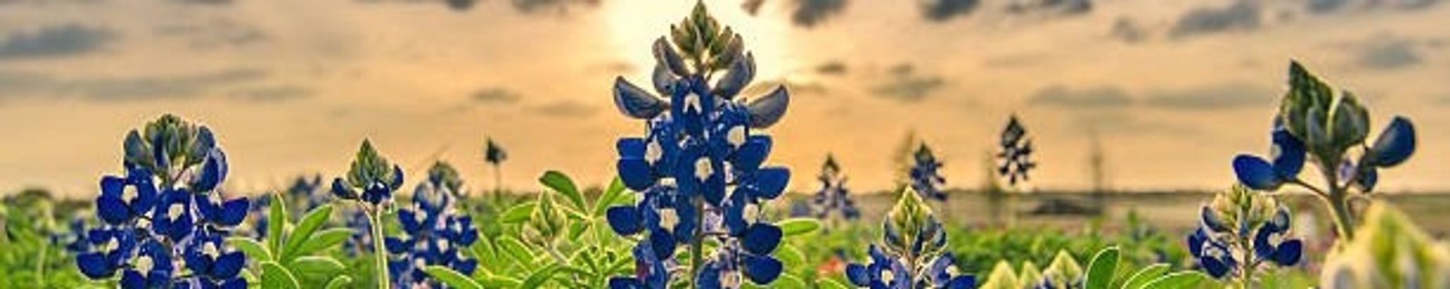 Cover photo for Colleen Allen's Obituary