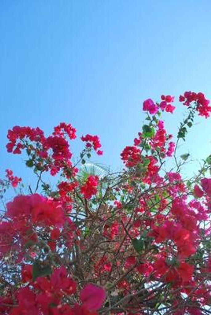 Michael A Magnus Profile Photo