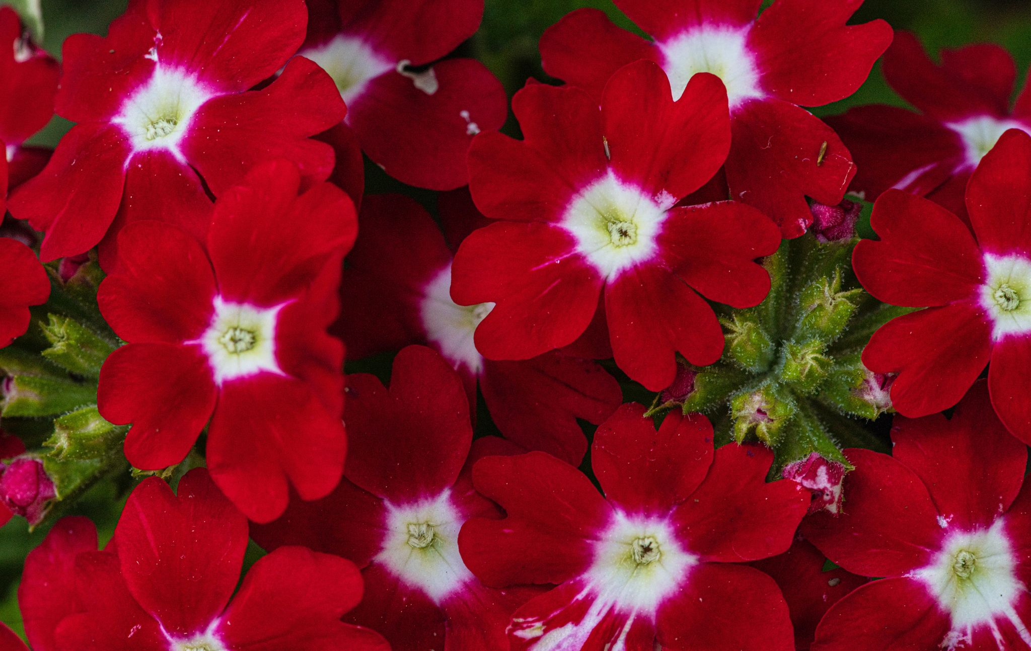 Cover for June Frances Vandenburg's Obituary