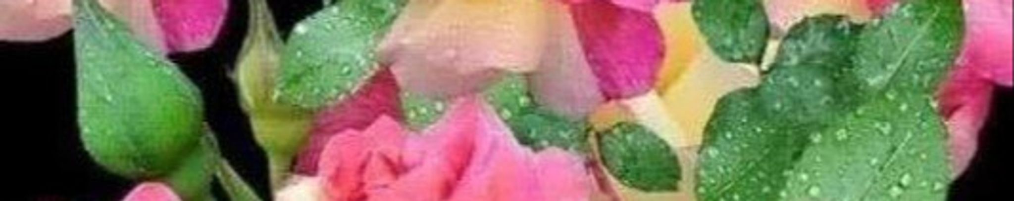 Cover photo for Debra Michelle Davis's Obituary