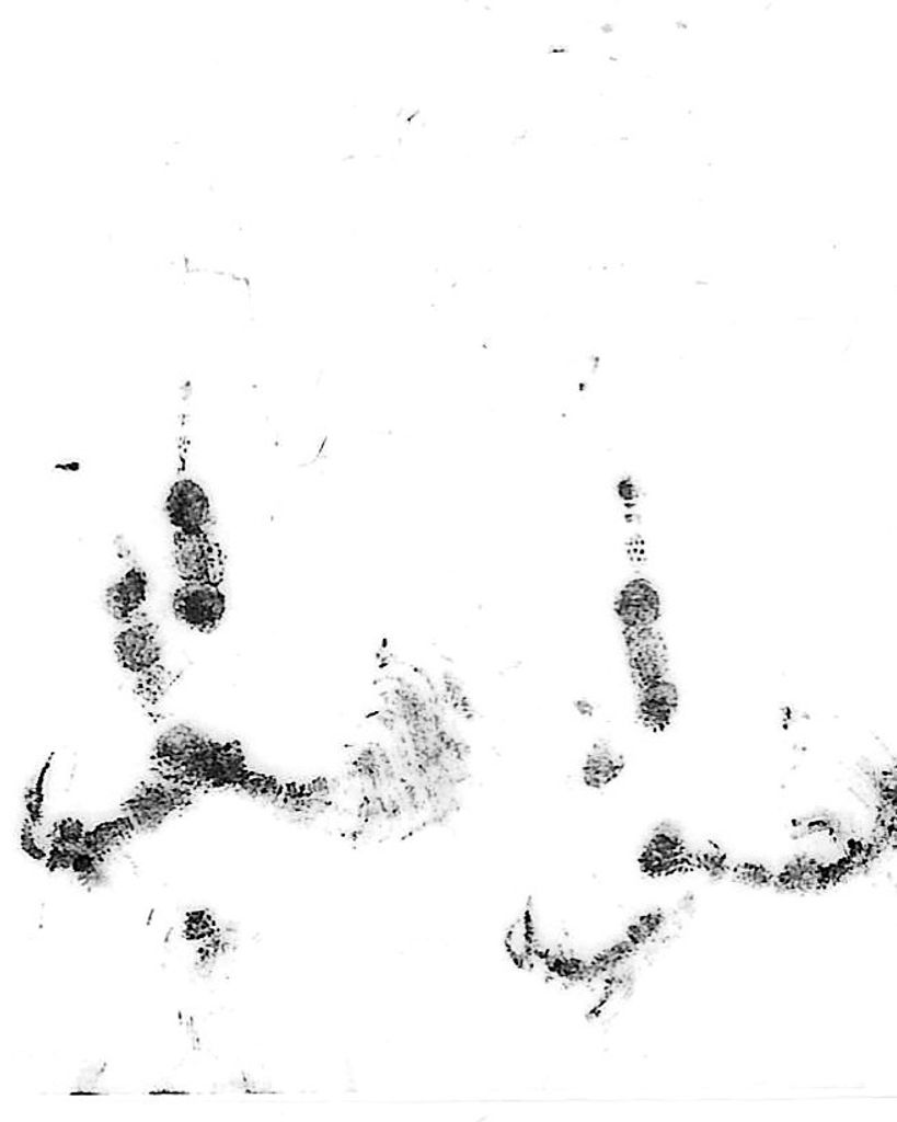 Chloe Wrenn Profile Photo