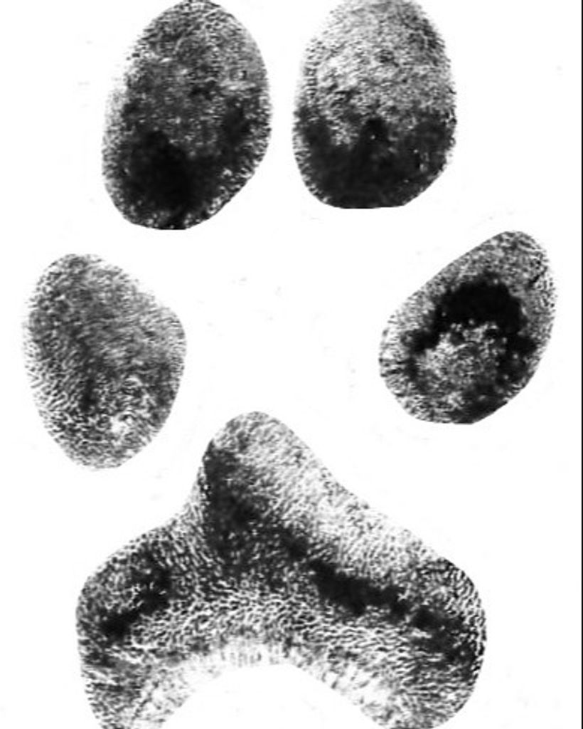 Bubbles Walker Profile Photo