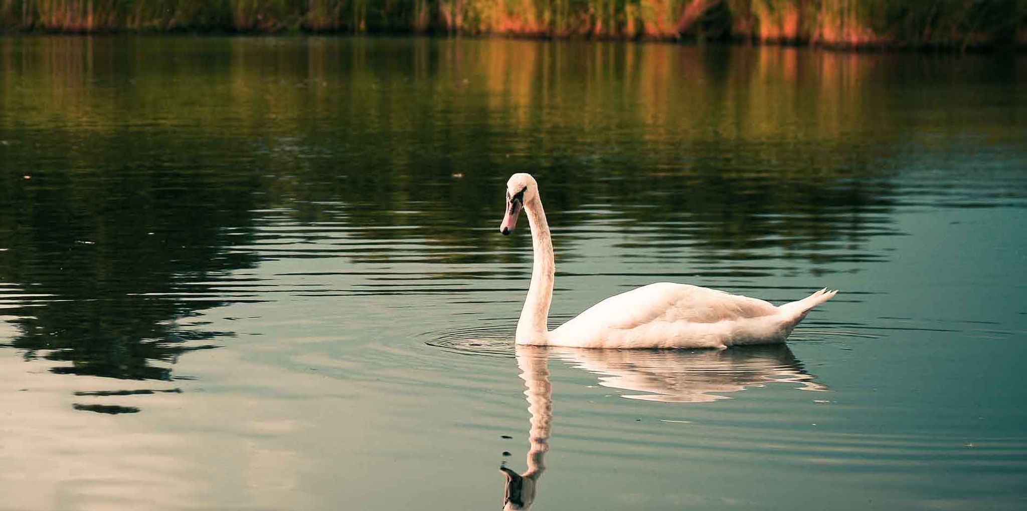 Cover for Marjorie Irene Snyder's Obituary