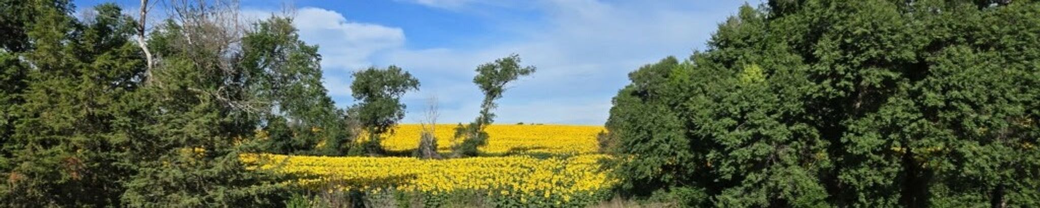 Cover for Arline Emineth's Obituary