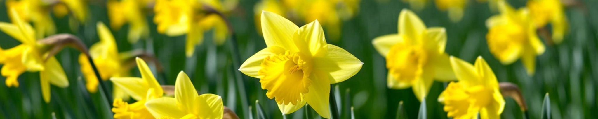 Cover for Martha Geraldine Jones's Obituary