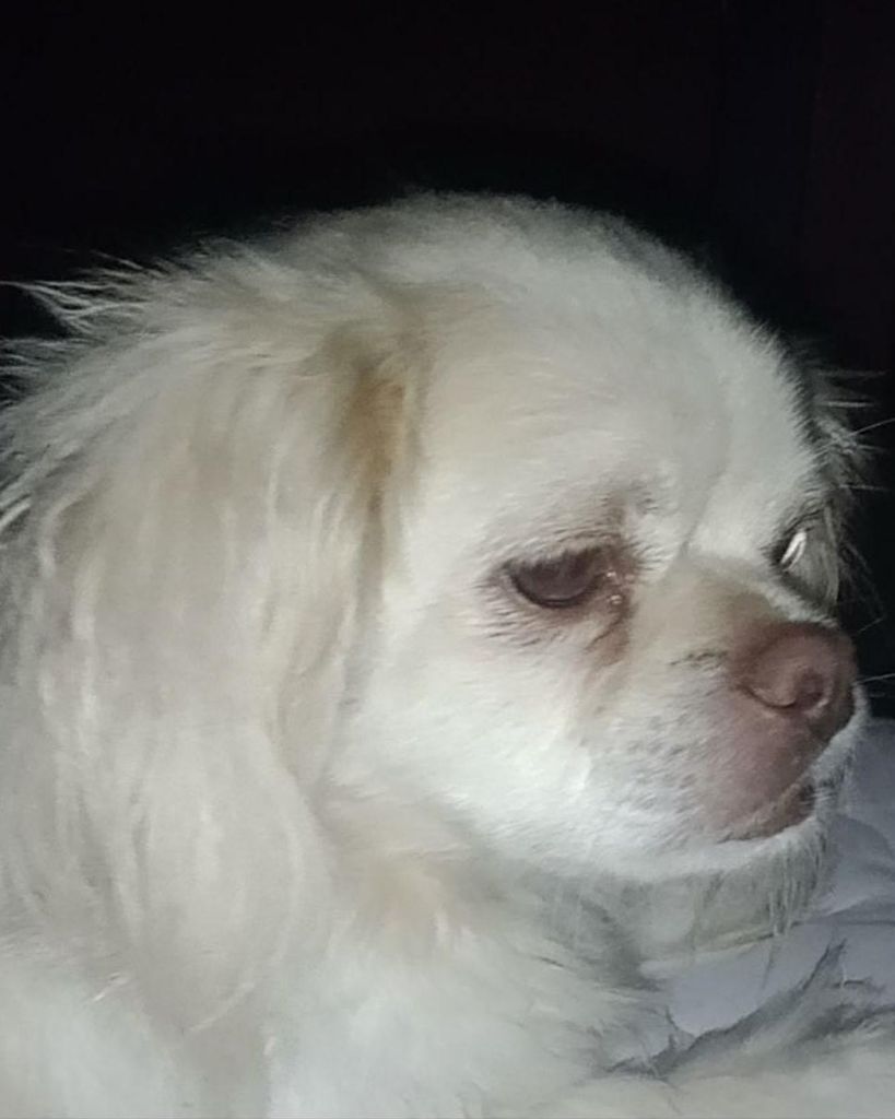 Falkor Warren