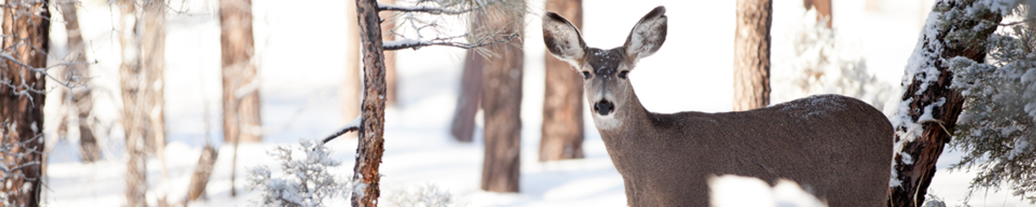 Cover for Donald Paul Schuneman's Obituary