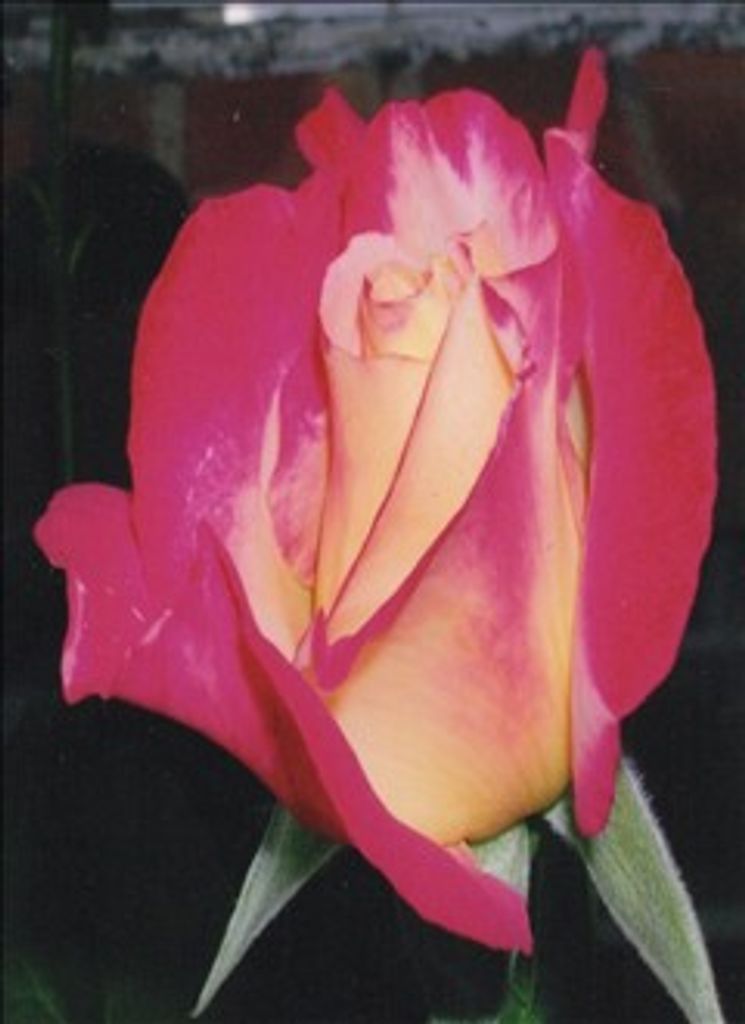 Linda Lou West Profile Photo