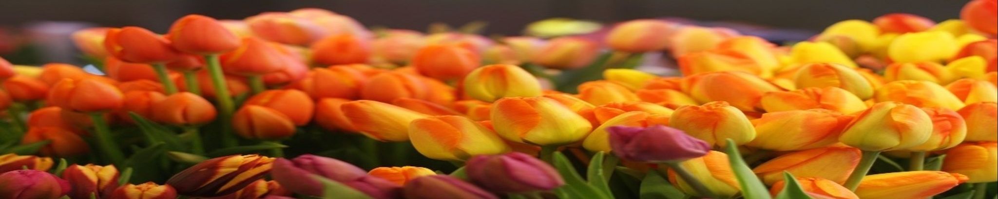 Cover photo for Lori Phillips Samples's Obituary