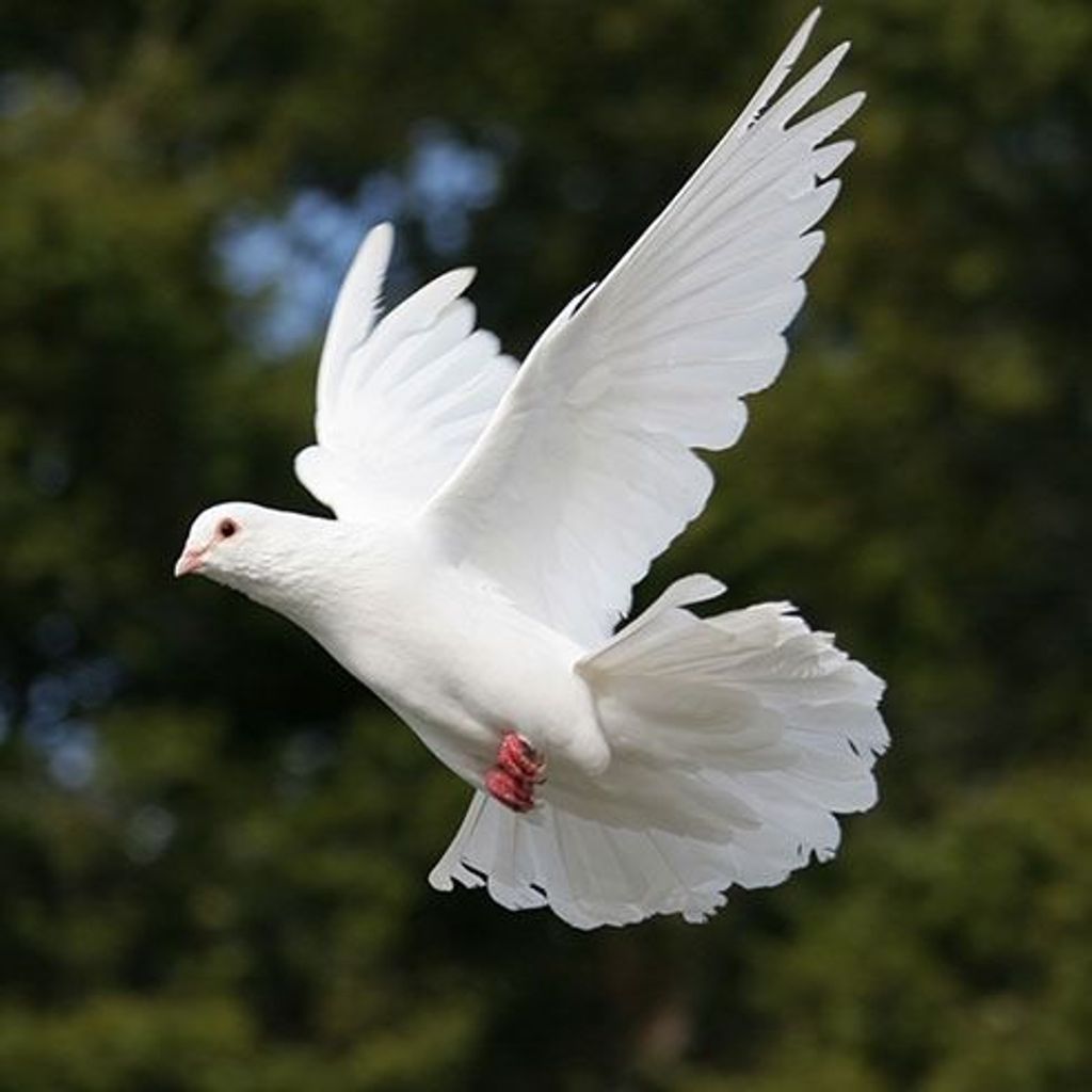 Donna Annette Sprung Profile Photo