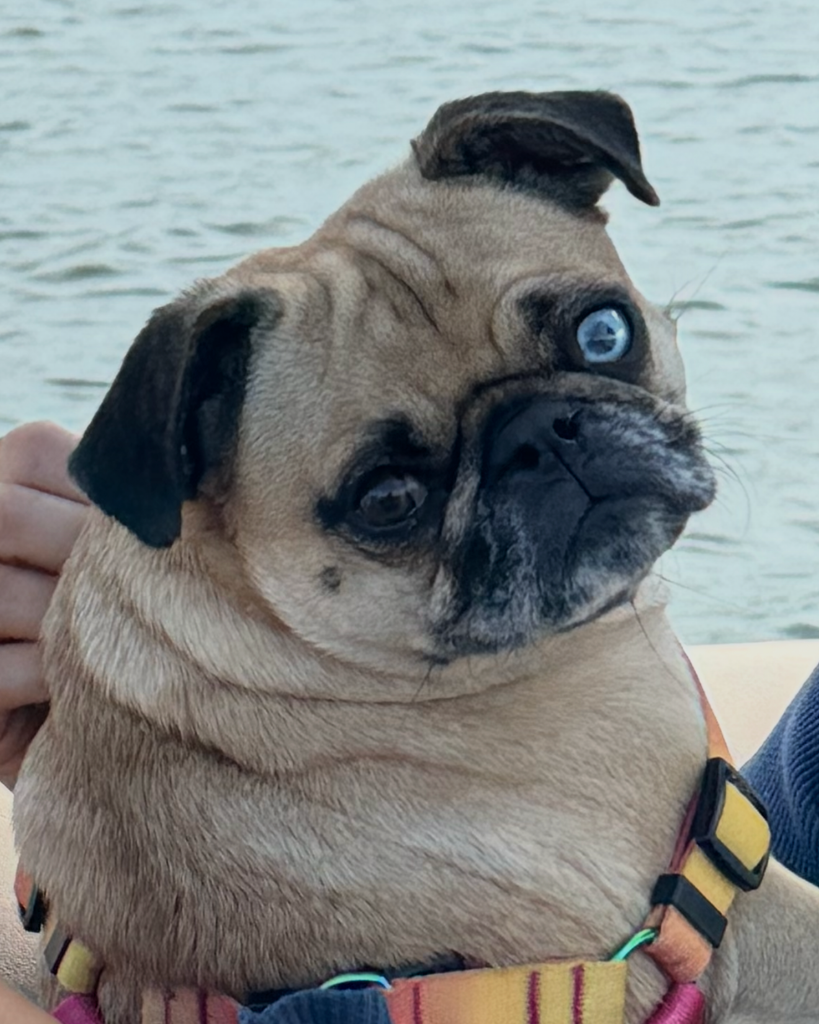 Emmie Lou “Girl Pug” Burnett Profile Photo