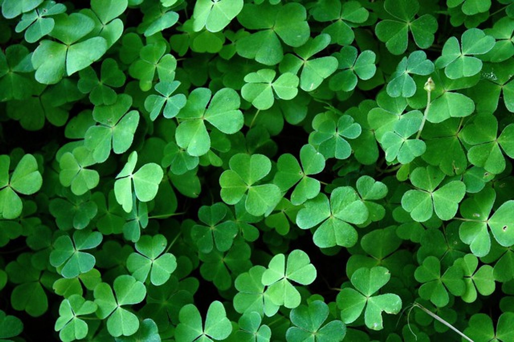 Cover for Arlene Fritsch's Obituary