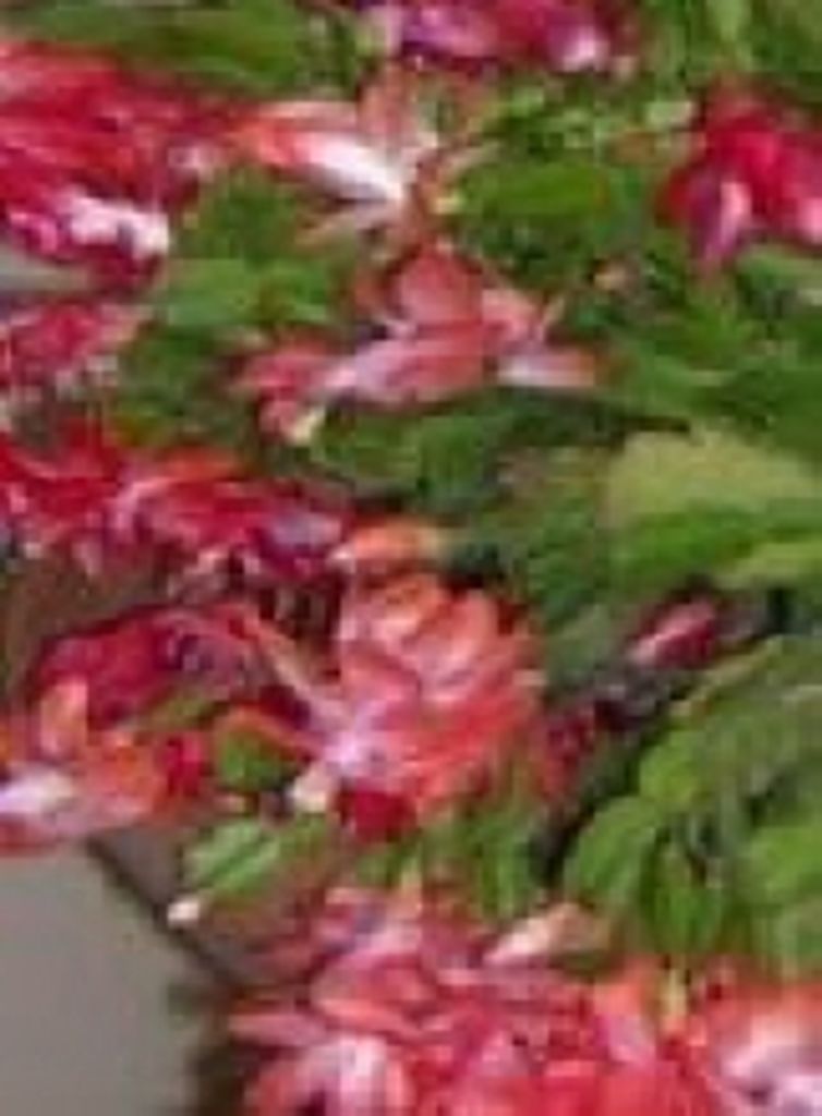 Doris Bruce