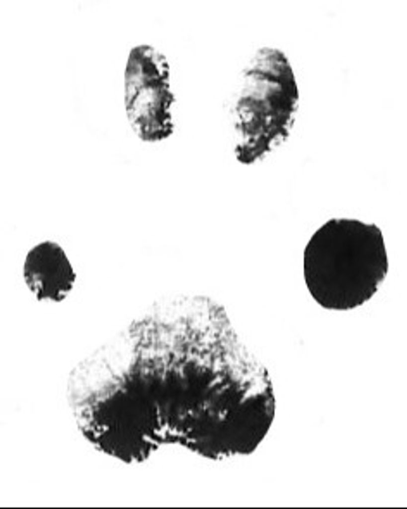 Buffy Smith Profile Photo