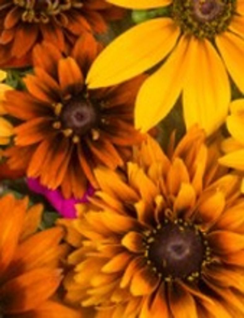 Phoebe Ruth Brannon Mcbride