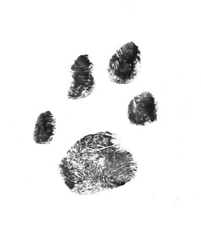 Goose Kelley-Pina Profile Photo