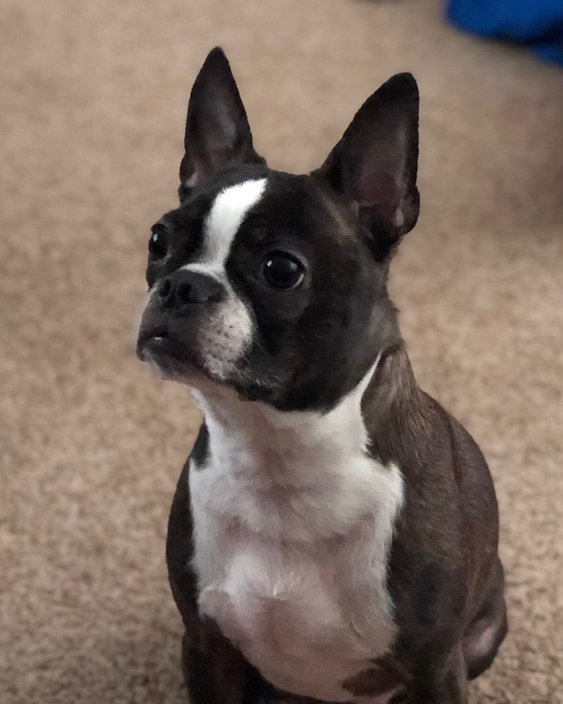 Daisy Brindle Laseter Profile Photo
