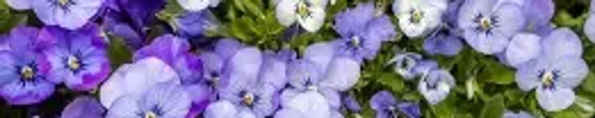 Cover for Selma Jean Wyatt's Obituary