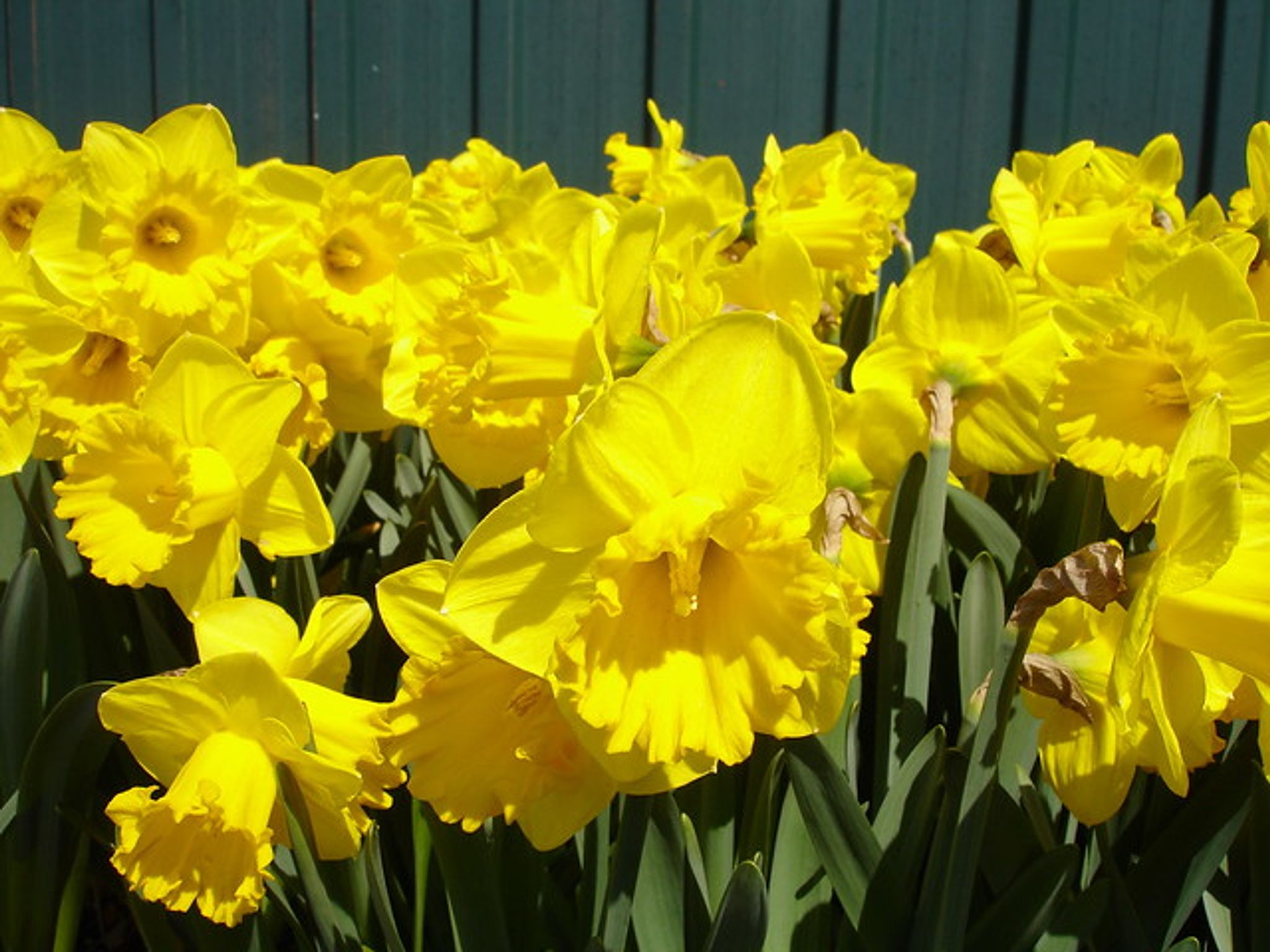 Cover photo for Edna V. Wilson Walker's Obituary
