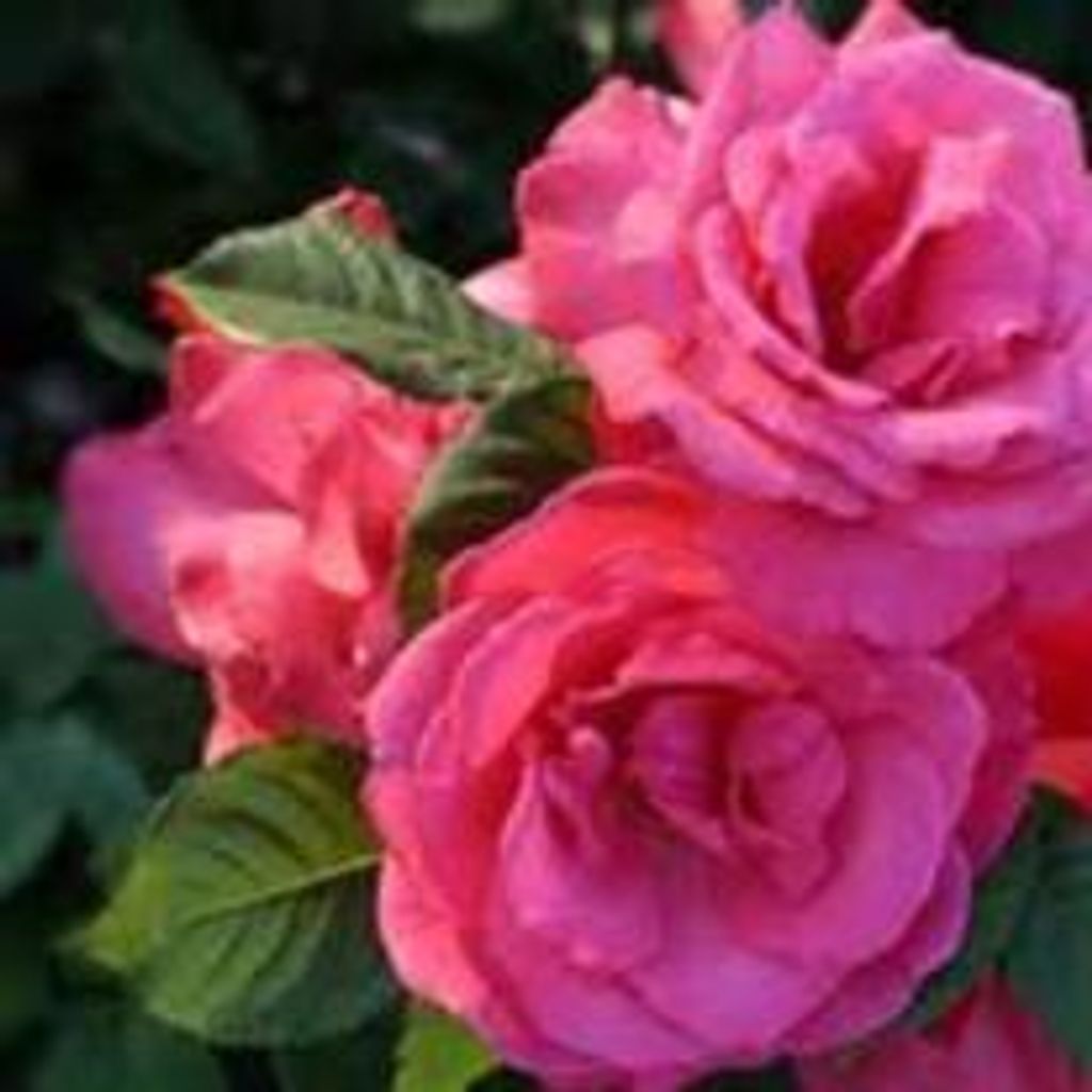 Patricia Gail Tierney