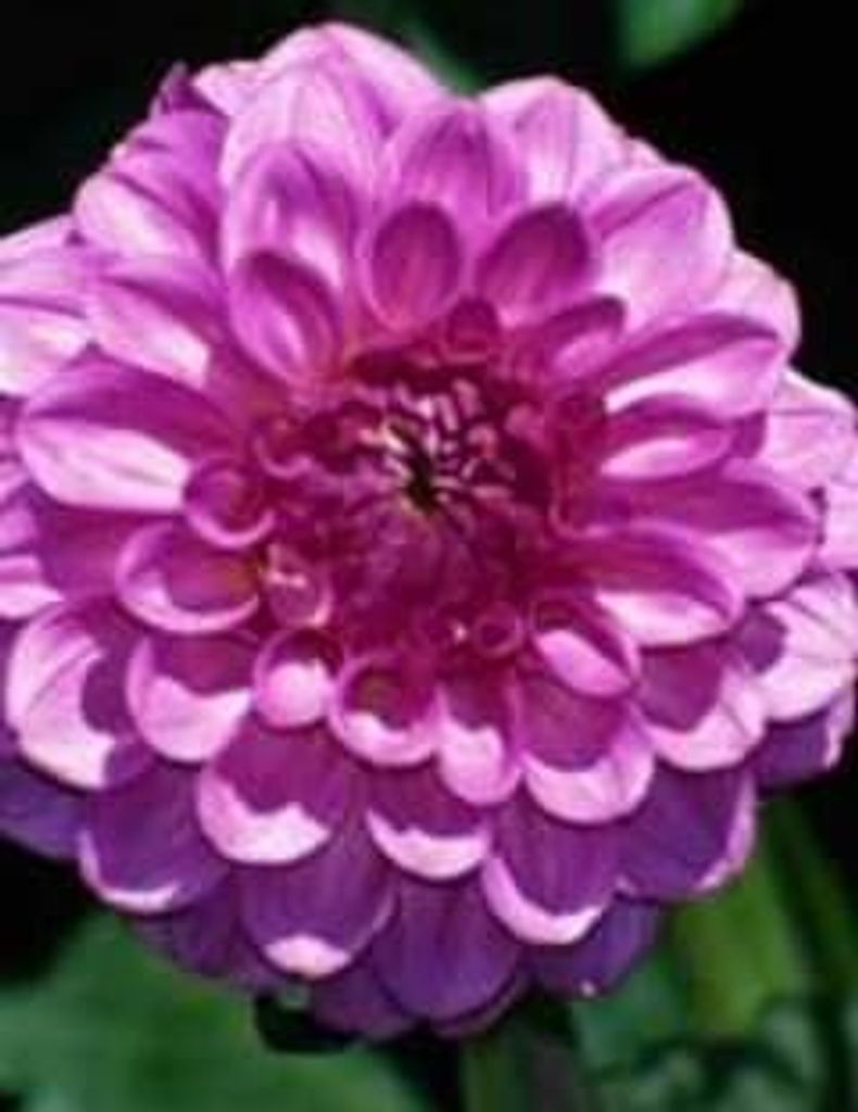 Joyce Sorrels Profile Photo