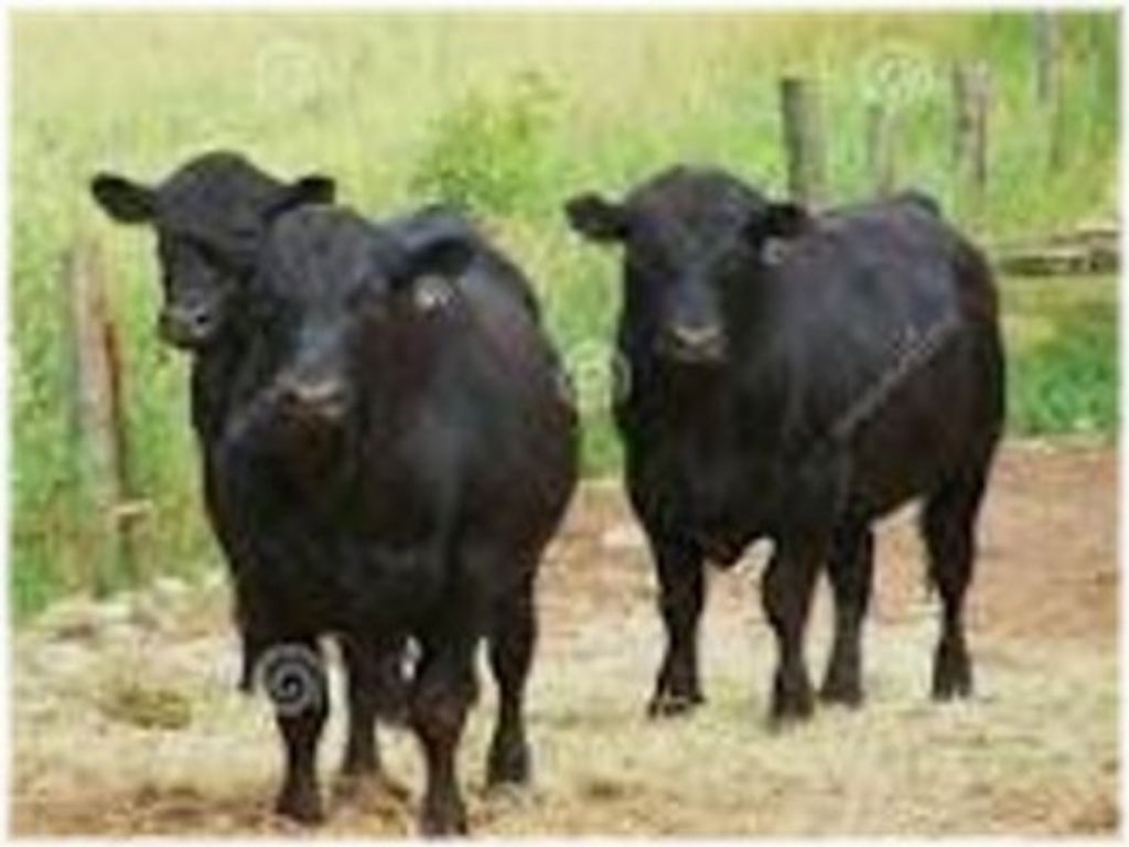 Wesley M. Untied Profile Photo