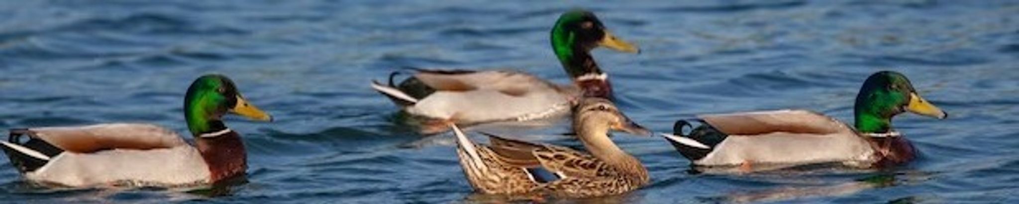 Cover for Barnaby Myhrum's Obituary