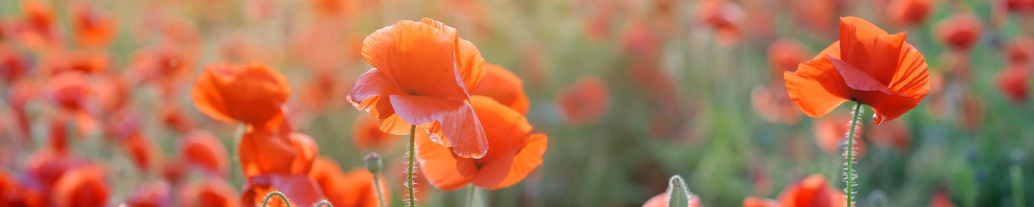 Cover photo for Ruth Barnett-Snarr's Obituary