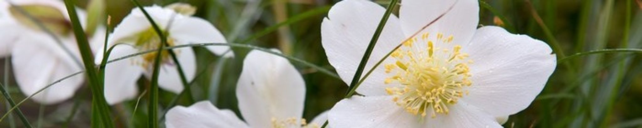 Cover for Jenny Parsons's Obituary