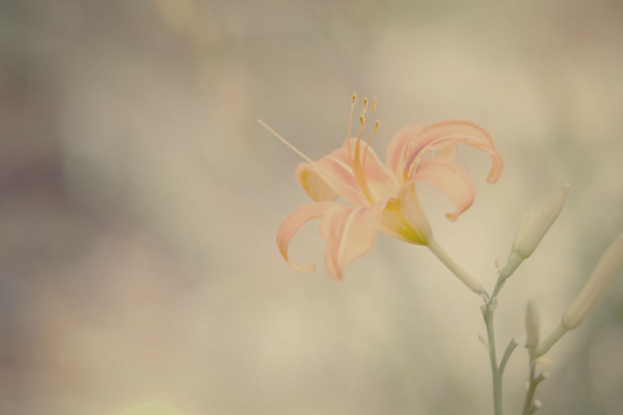 Cover photo for Emily Ruth Smith Farris's Obituary