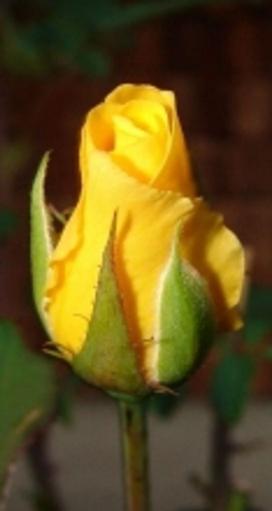 June Ardeth Hornecker Smail