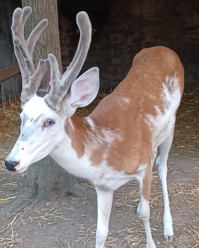 Peanut the Piebald Deer's obituary image