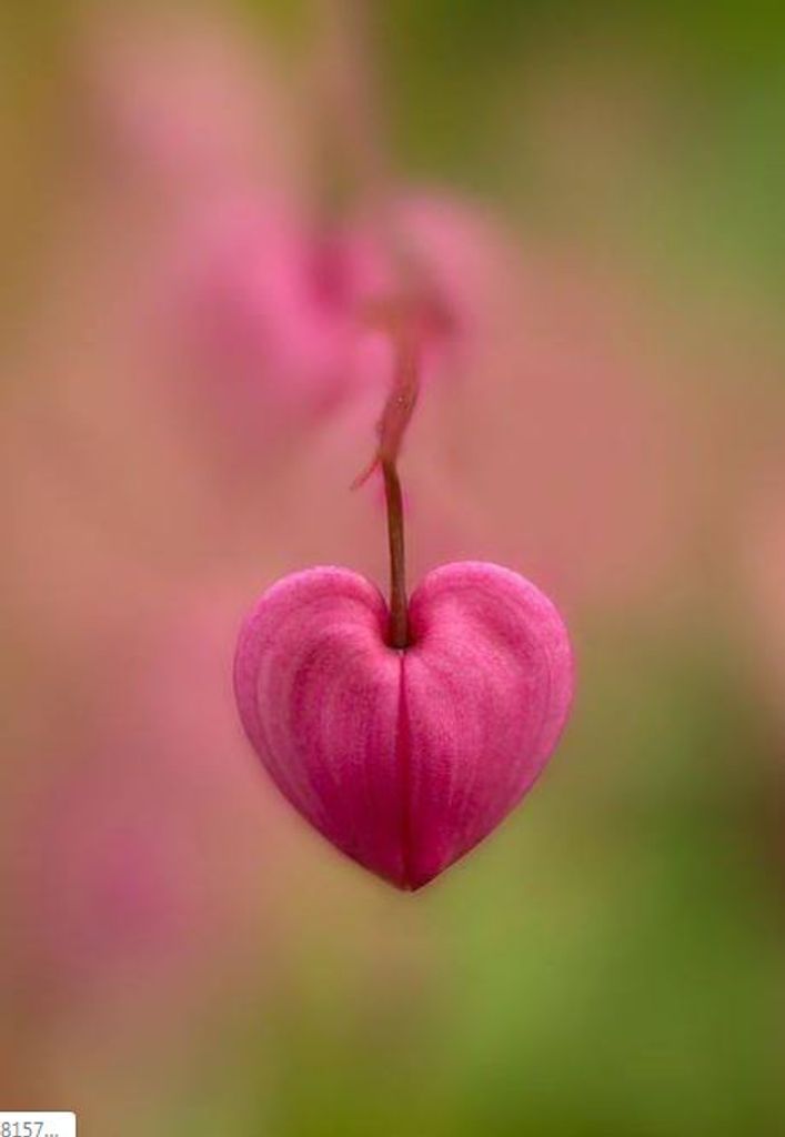 Lillian G. (Benson)  Neff