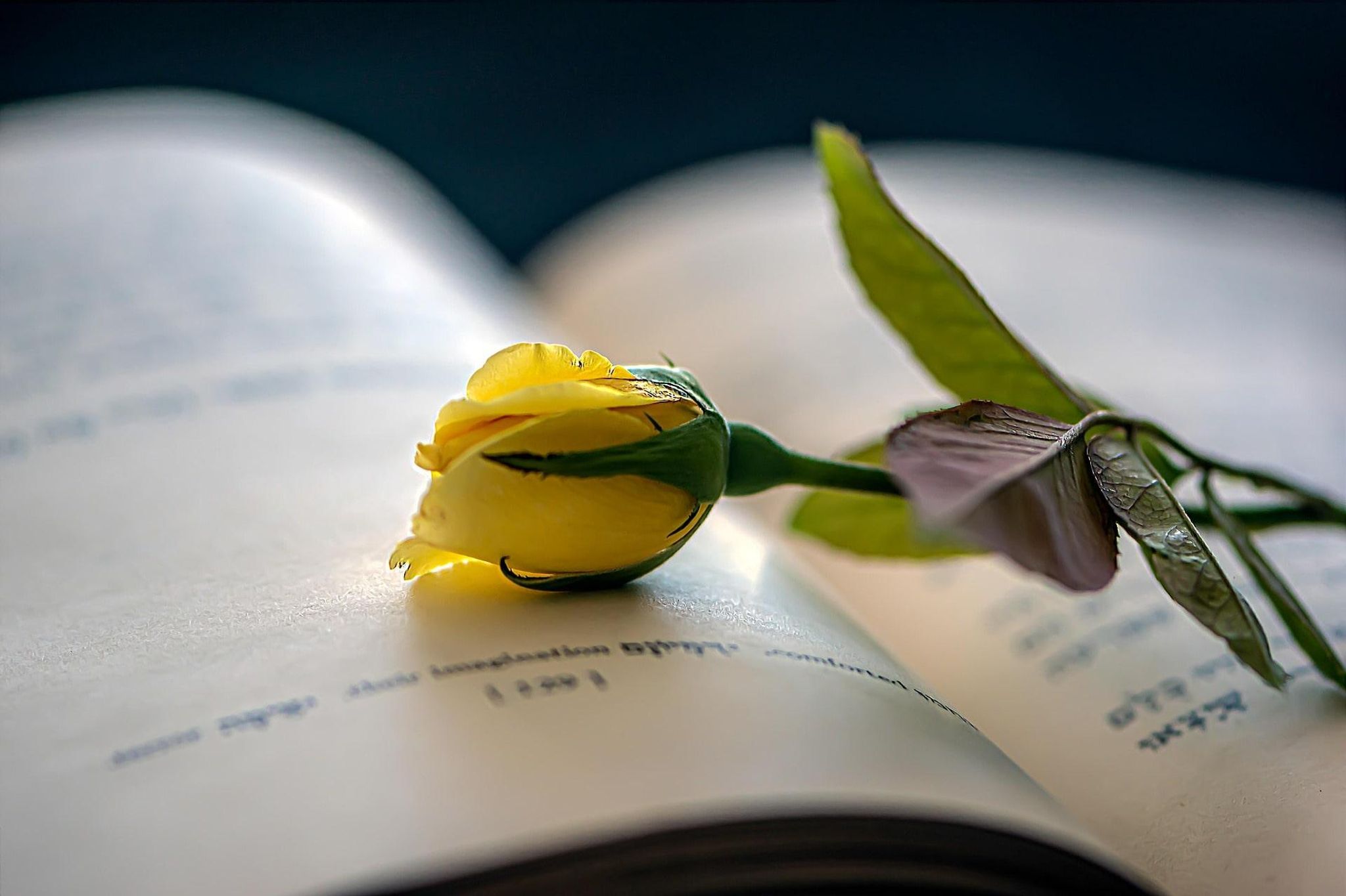 Cover for Daina Z. Tsurumaki's Obituary