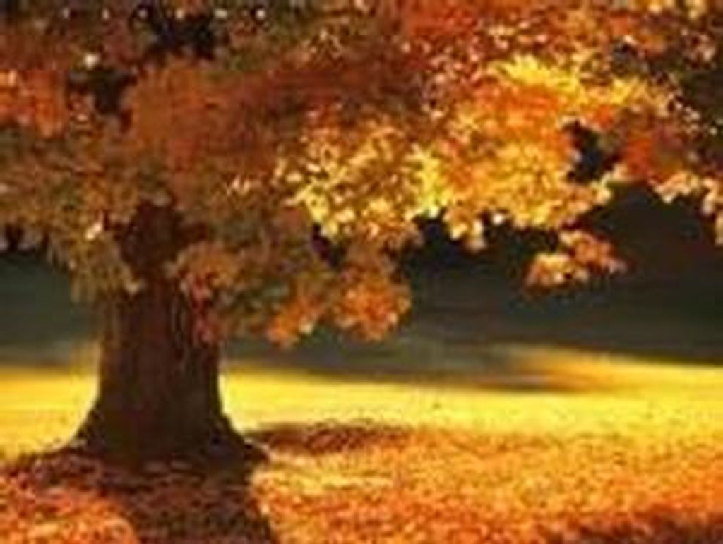 Jane Evenson Goyette