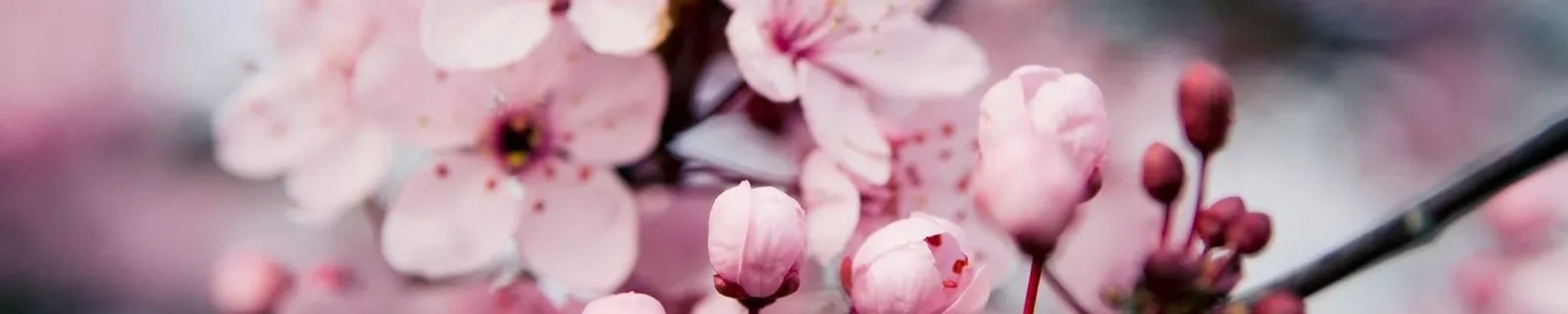 Cover for Nancy M. Carr Grosso's Obituary