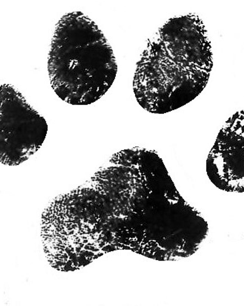 Bandit Barbour Profile Photo