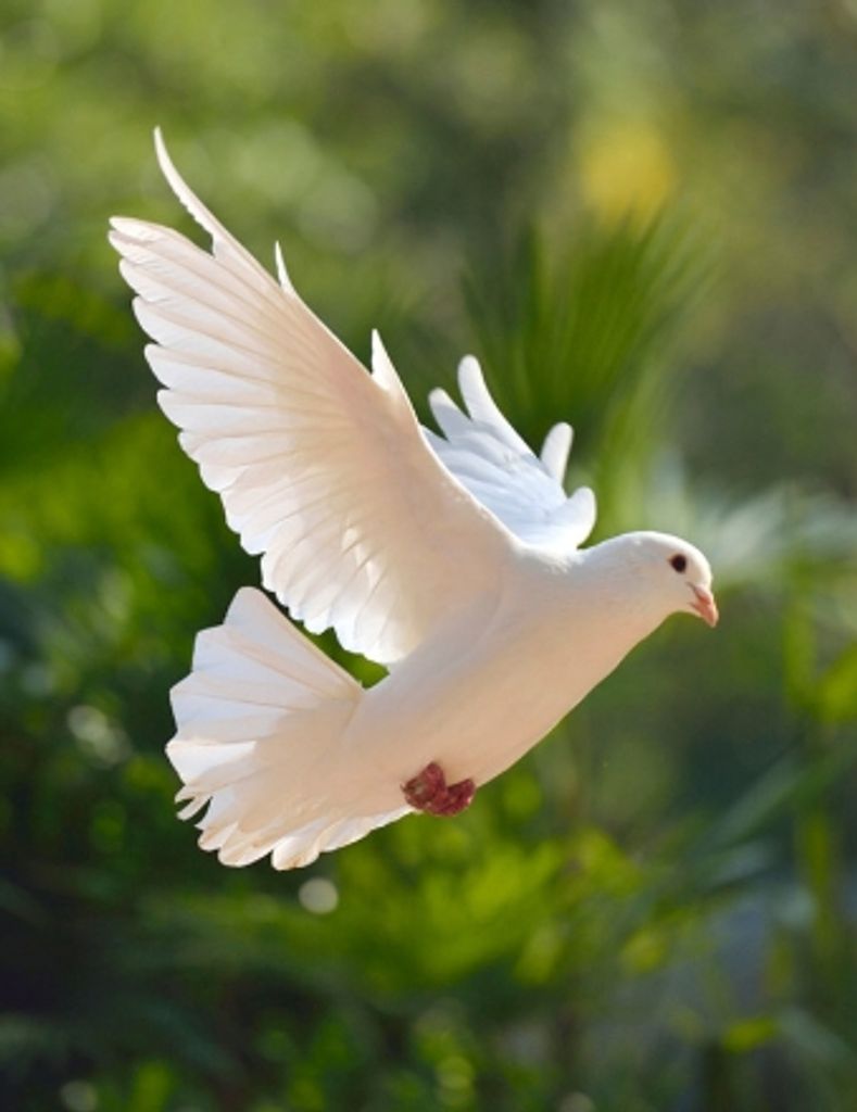 Edna Haines Profile Photo