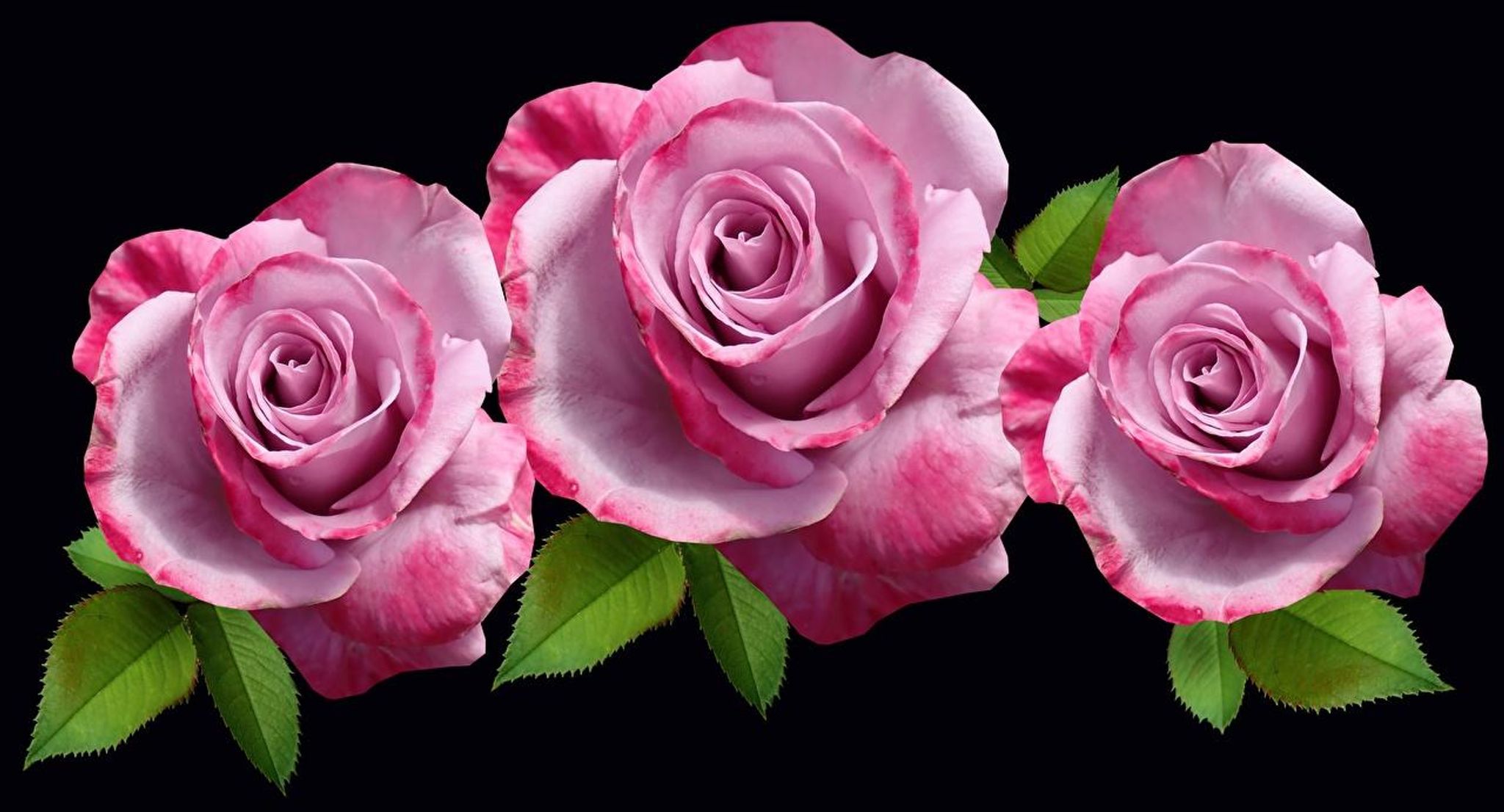 Cover for Katie Ann, Mary Etta, And Naomi Rose Stoltzfus's Obituary