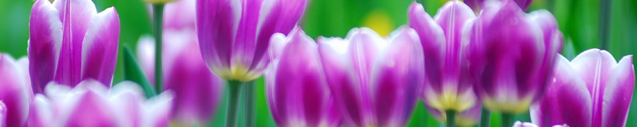 Cover photo for Jacquelyn Lisowski's Obituary