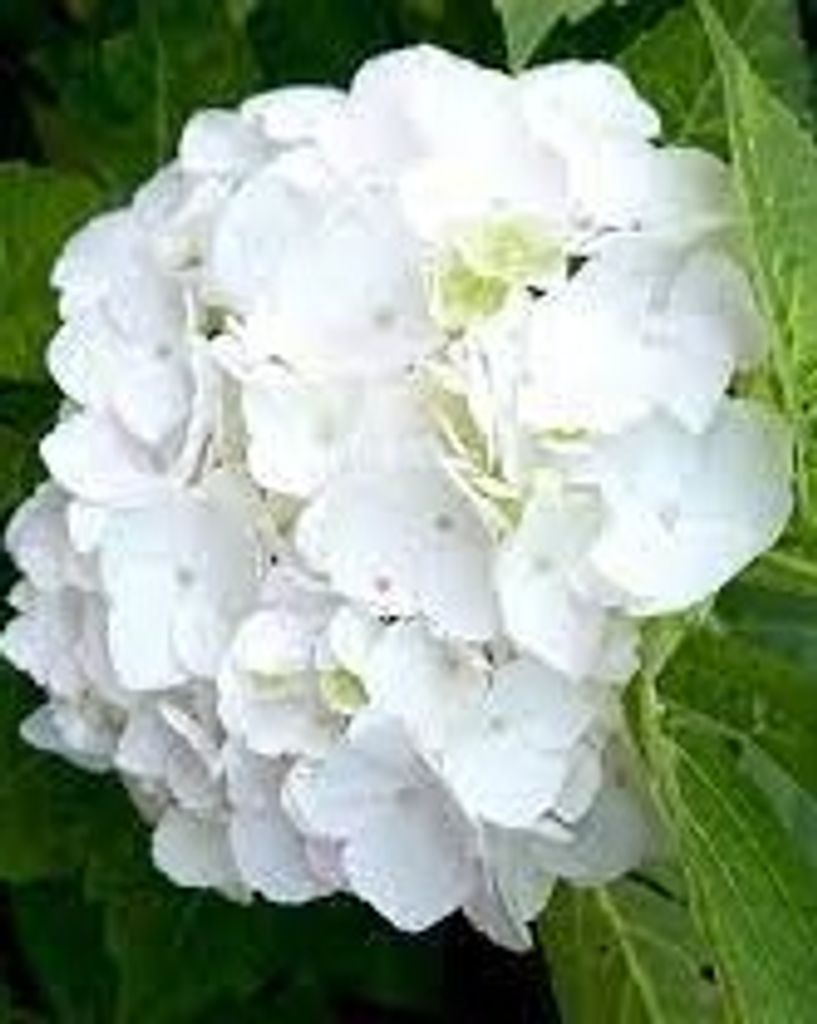 Ila Marie Reine De Veer